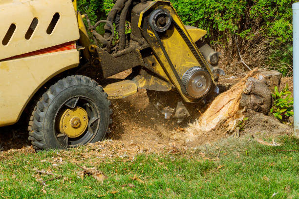 Residential Tree Removal in Cave Spring, VA